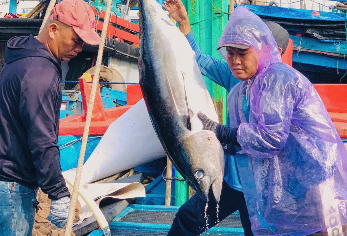 Kiểm soát chặt chẽ khai thác IUU nhằm giữ vững uy tín thủy sản Việt Nam trên thị trường quốc tế