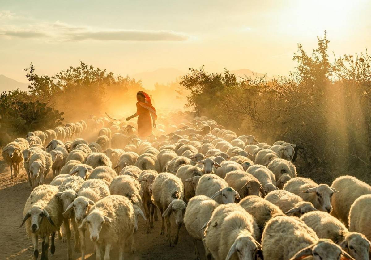 Chiến lược Halal hóa ngành chăn nuôi Khánh Hòa: Bước đi đột phá từ lợi thế đặc thù