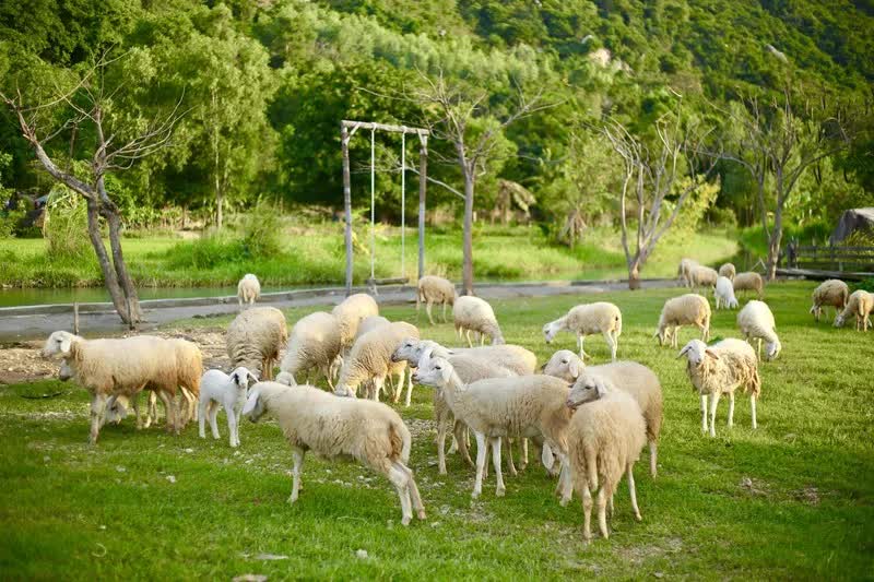 Chiến lược Halal hóa ngành chăn nuôi Khánh Hòa: Bước đi đột phá từ lợi thế đặc thù