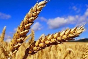 Giá lúa mì giảm mạnh khi Mỹ vào vụ thu hoạch và nguồn cung thế giới dồi dào