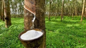 Nguồn cung thắt chặt tiếp tục nâng đỡ thị trường cao su