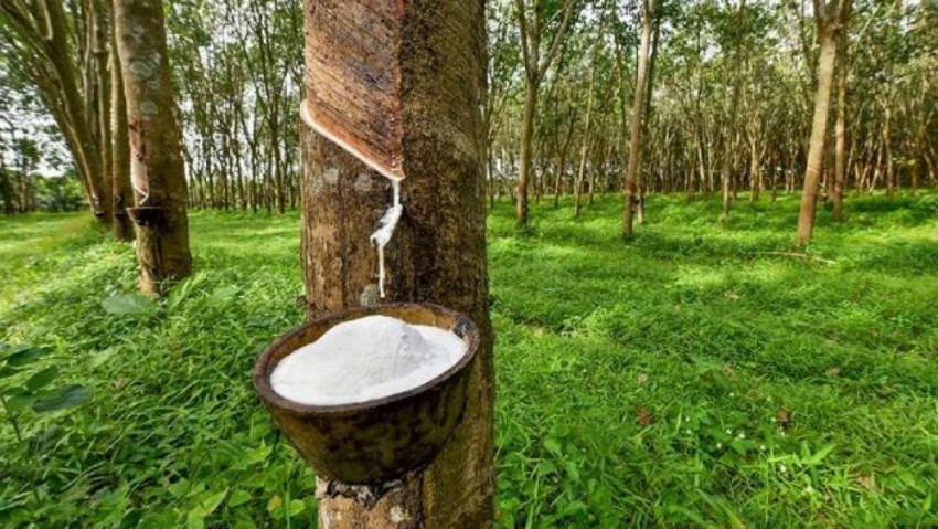 Nguồn cung cao su toàn cầu đang đối mặt với áp lực từ tình trạng già hóa vườn cây và biến đổi khí hậu