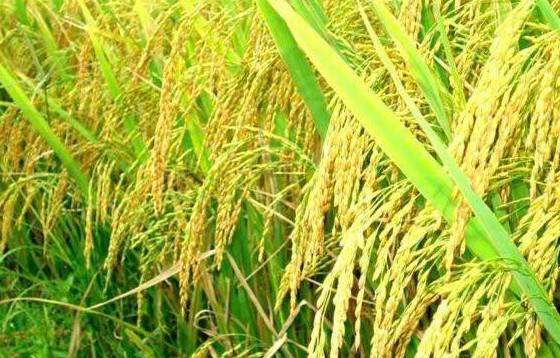 Giá gạo thế giới tăng mạnh, Việt Nam đứng trước cơ hội mở rộng xuất khẩu