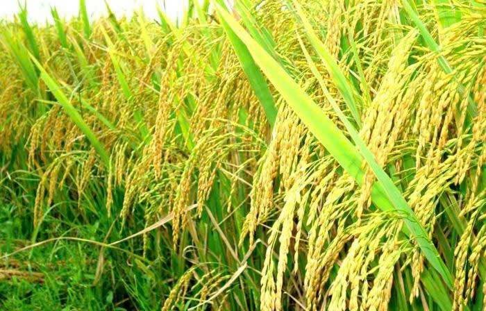 Những cánh đồng lúa chín trĩu hạt hứa hẹn năng suất cao trong bối cảnh giá gạo thế giới tăng mạnh