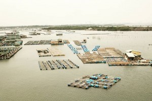 TP. Hồ Chí Minh: Rà soát hoạt động nuôi lồng bè ở Long Sơn, hướng tới phát triển thủy sản bền vững