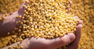 Thị trường nông sản: Thách thức dư cung và bài toán ổn định nội địa