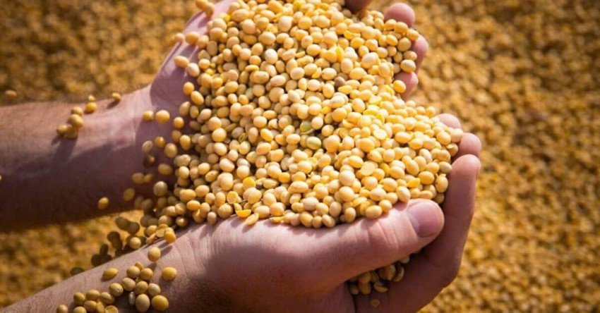 Thị trường đậu tương thế giới chịu áp lực điều chỉnh giá