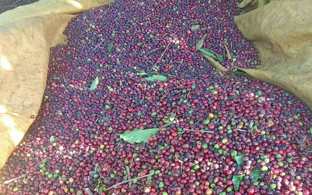 Thị trường cà phê: Dòng tiền tái định giá trước áp lực nguồn cung