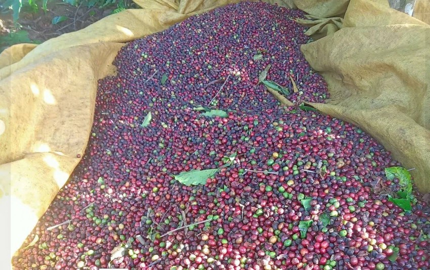 Giá cà phê biến động mạnh khi thị trường dò tìm điểm cân bằng mới