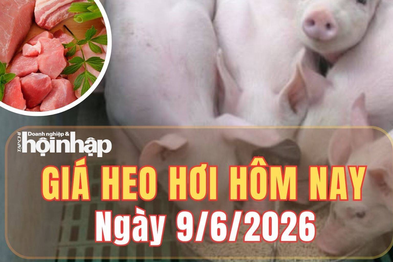Giá heo hơi hôm nay 9/6: Giá heo hơi tiếp tục giảm tại miền Nam, Cà Mau xuống đáy 62.000 đồng/kg