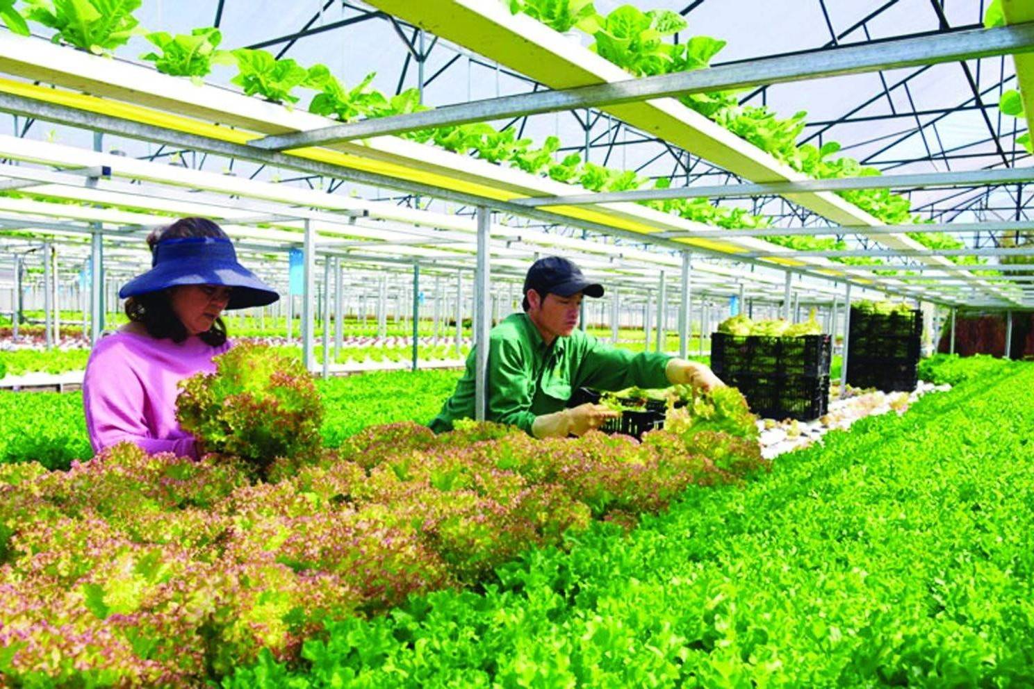 Hội Nông dân Việt Nam đặt mục tiêu hỗ trợ thành lập 5.000 doanh nghiệp nông nghiệp trong nhiệm kỳ mới