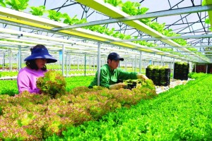 Hội Nông dân Việt Nam đặt mục tiêu hỗ trợ thành lập 5.000 doanh nghiệp nông nghiệp trong nhiệm kỳ mới
