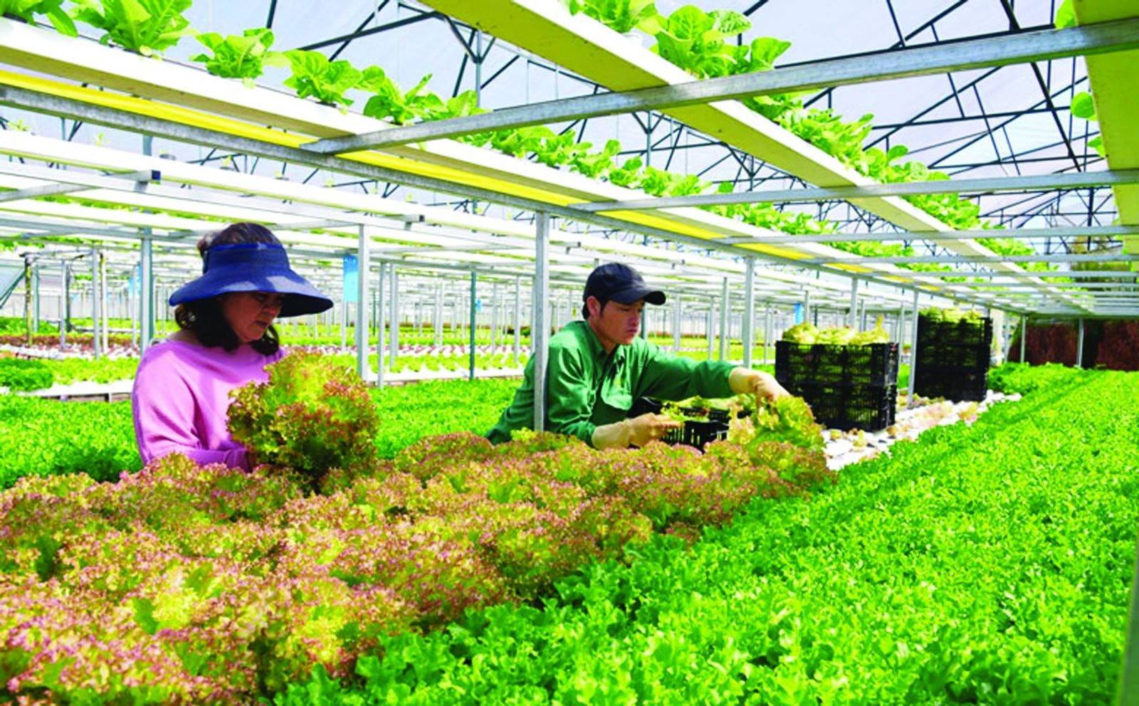 Hội Nông dân Việt Nam đặt mục tiêu hỗ trợ thành lập 5.000 doanh nghiệp nông nghiệp trong nhiệm kỳ mới