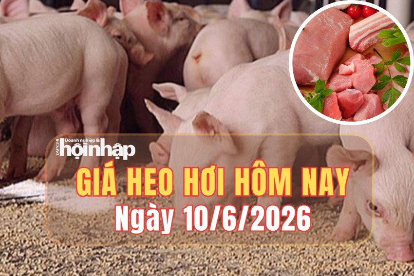 Giá heo hơi hôm nay 10/6: Giá heo hơi tại miền Bắc đi ngang, miền Trung và miền Nam tiếp đà giảm
