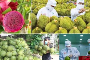 Rau quả Việt tăng tốc chinh phục mục tiêu xuất khẩu 10 tỷ USD