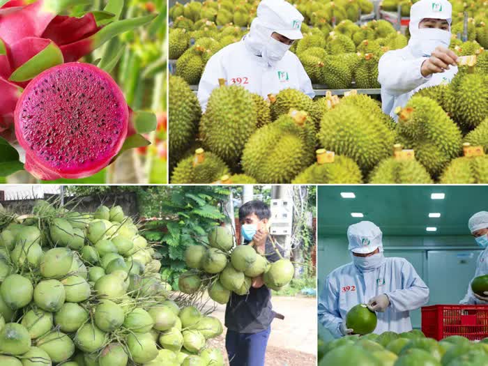 Rau quả Việt tăng tốc chinh phục mục tiêu xuất khẩu 10 tỷ USD