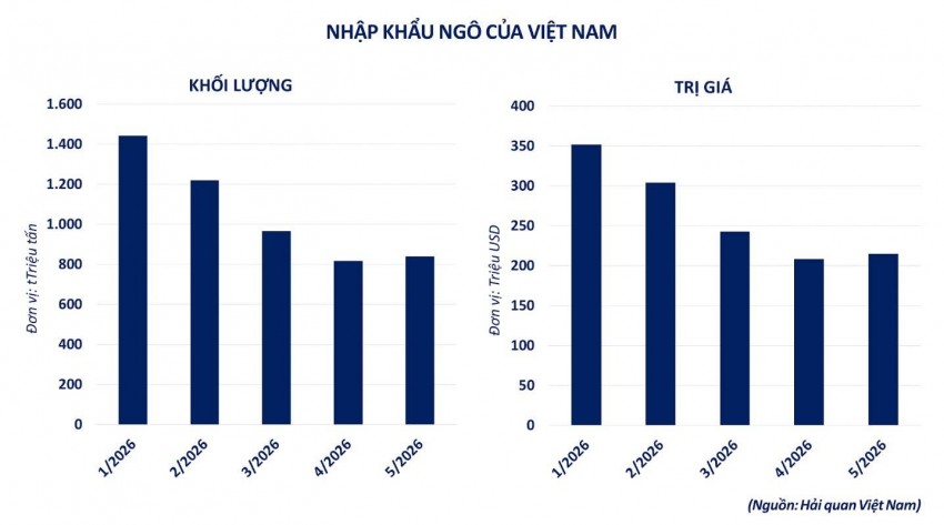 Thị trường ngô toàn cầu: 