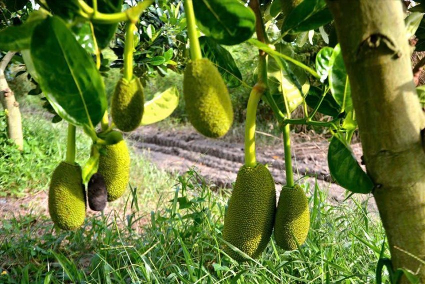 Chuẩn hóa vùng trồng và quy trình GAP: Chìa khóa để mít Việt vươn ra quốc tế