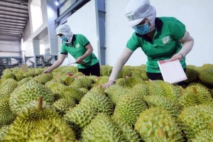 Doanh nghiệp xuất khẩu thực phẩm sang Trung Quốc được hướng dẫn đăng ký trên hệ thống CIFER