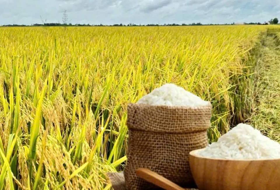 Ngành gạo Việt Nam: Tận dụng thời cơ từ biến động nguồn cung toàn cầu