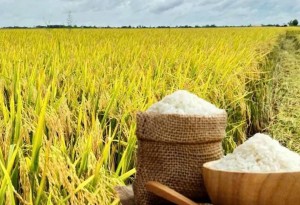 Ngành gạo Việt Nam: Tận dụng thời cơ từ biến động nguồn cung toàn cầu