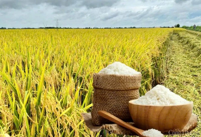 Ngành gạo Việt Nam tận dụng thời cơ từ biến động nguồn cung toàn cầu nửa cuối năm 2026