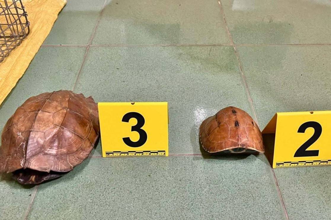 Phát hiện hơn 2.500 đầu mối rao bán động vật hoang dã trái phép trên mạng