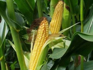 Nguồn cung Nam Mỹ gia tăng: Giá ngô thế giới giảm sâu