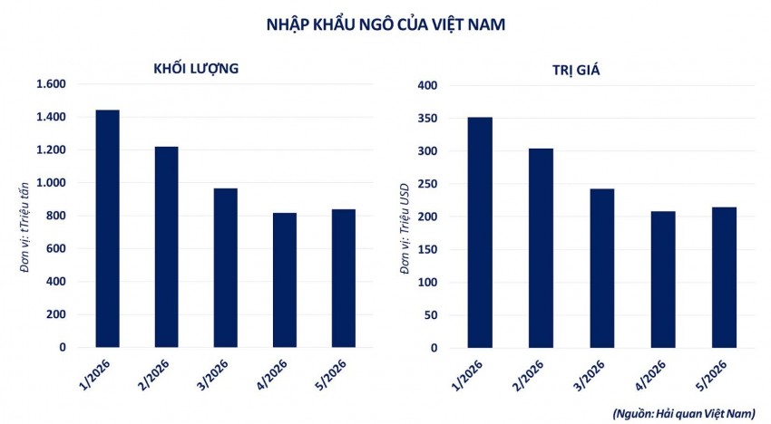 Nguồn cung Nam Mỹ gia tăng: Giá ngô thế giới giảm sâu