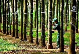 Ngành cao su 2026: Nghịch lý giá đỉnh và bài toán khó về cầu xuất khẩu