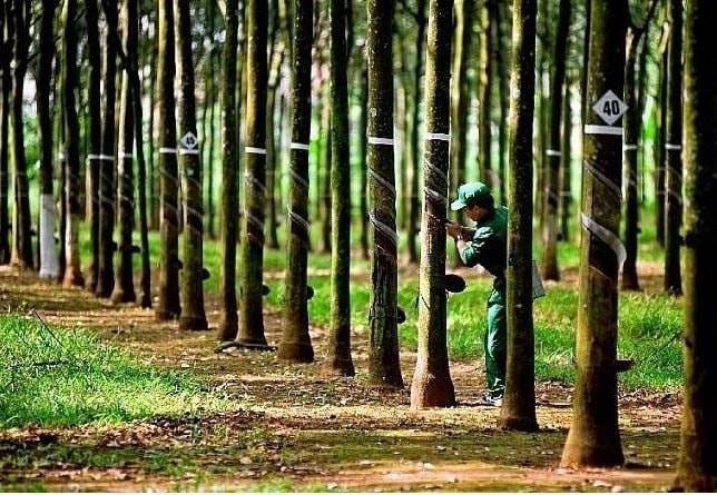 Hoạt động khai thác tại một vườn cao su trong bối cảnh giá thế giới đang tiệm cận mức đỉnh kỷ lục