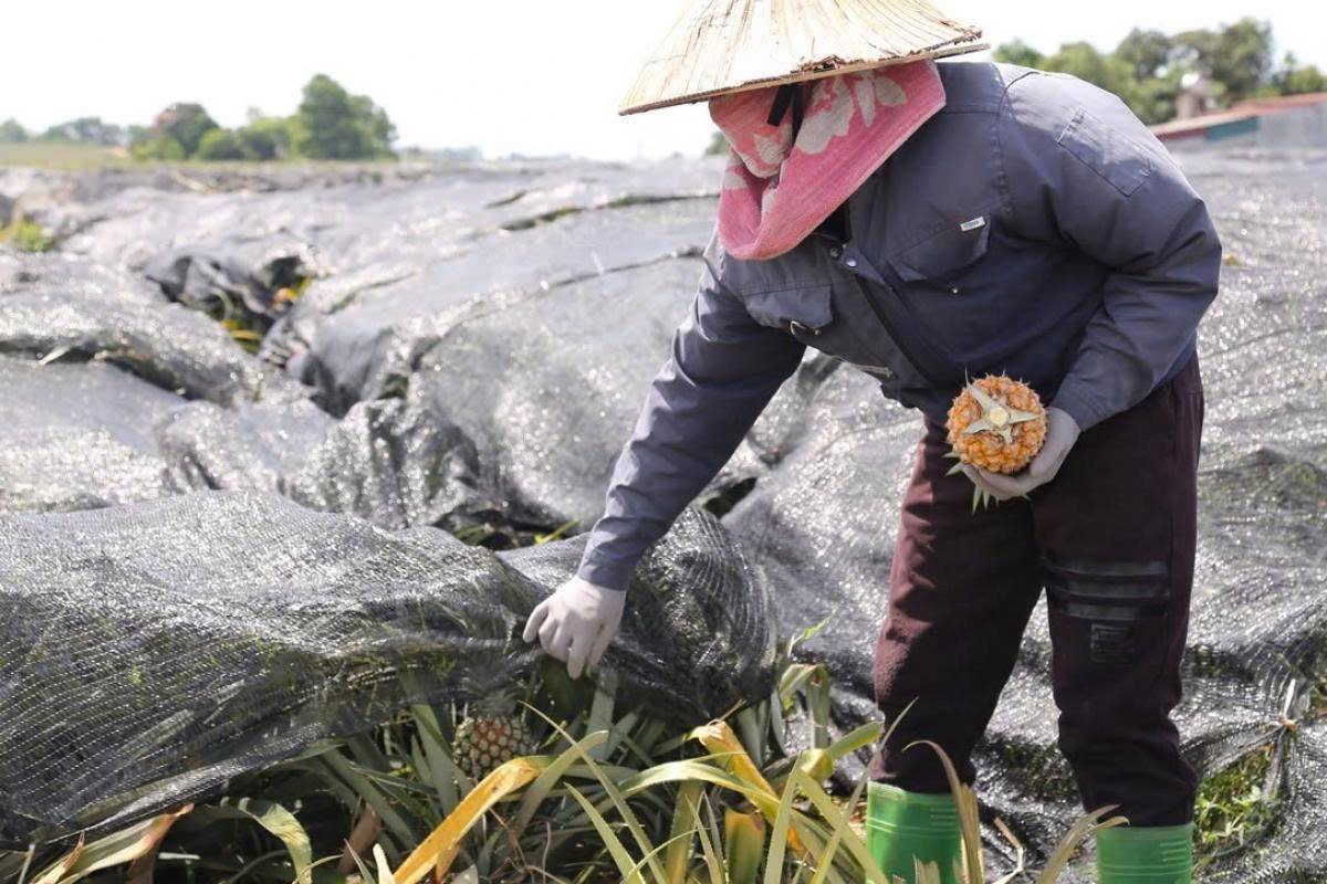 Dứa loại đẹp hiện chỉ được thương lái thu mua với giá khoảng 3.000 - 4.000 đồng/kg, trong khi những quả nhỏ hoặc bị nám nhẹ gần như phải vứt bỏ.