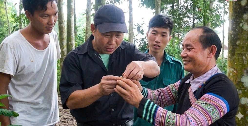 Bí thư Phử và người dân trong thôn kiêm tra độ tinh dầu trong vỏ quế