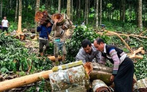 Đảng viên tiên phong phát triển kinh tế tư nhân, mở hướng làm giàu bền vững cho đồng bào vùng cao Lào Cai