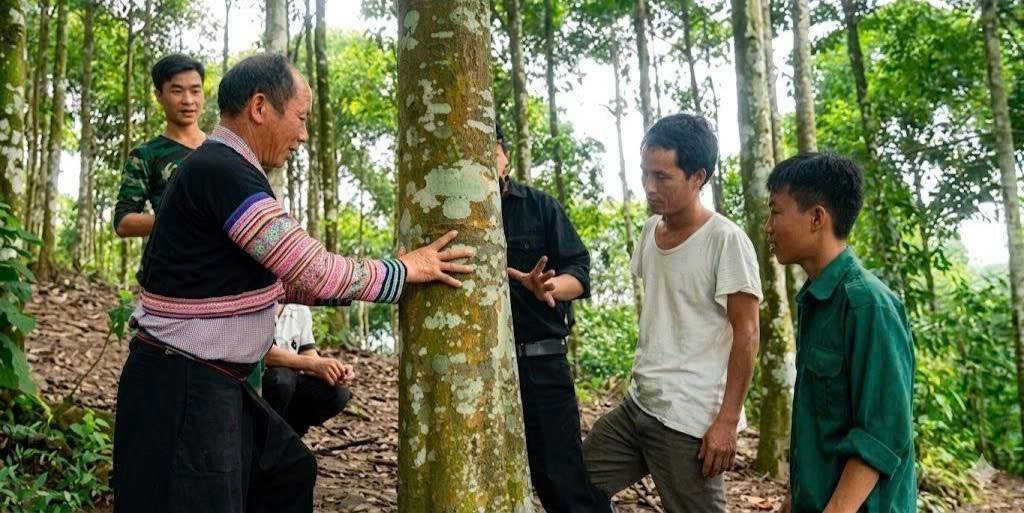 Bí thư Phử cùng đồng bào phân khởi bên nhưng cây quế mang lại trị giá hàng chục triệu đồng