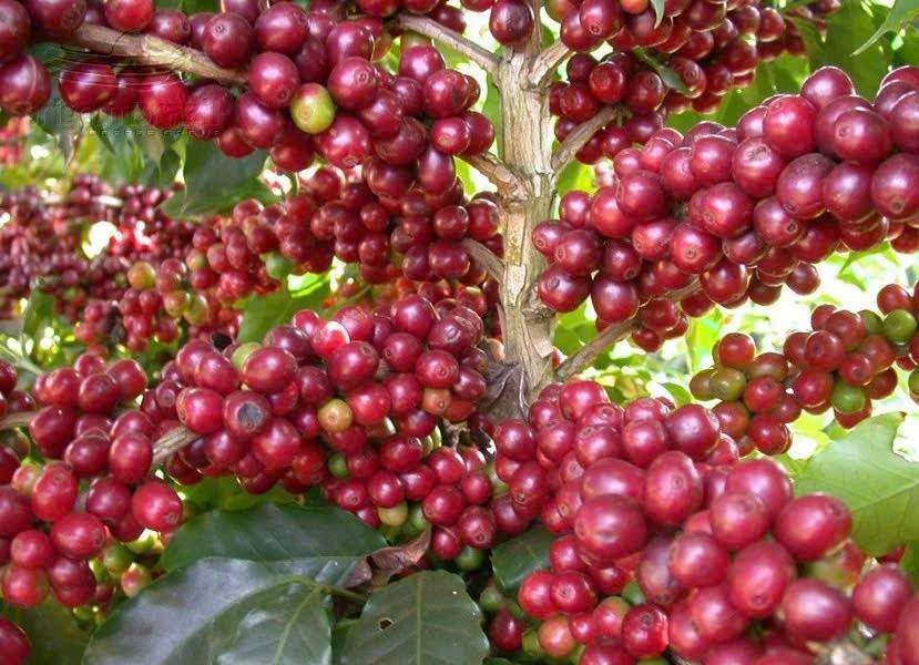 Giá cà phê thiết lập mặt bằng giá mới trước áp lực nguồn cung.