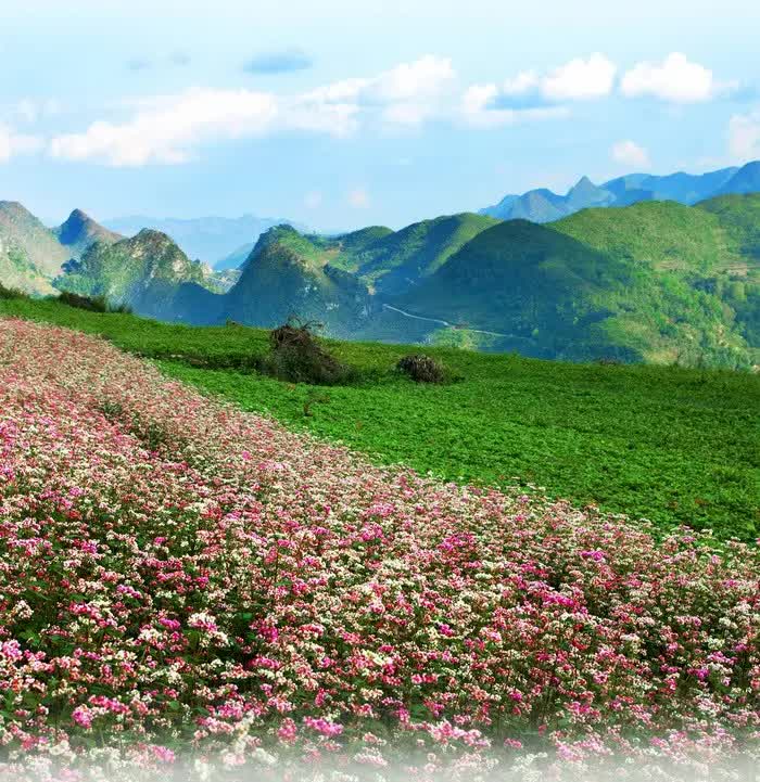 Tuyên Quang: Lũng Cú đẩy mạnh chuyển đổi số, mở hướng phát triển mới cho du lịch vùng cực Bắc