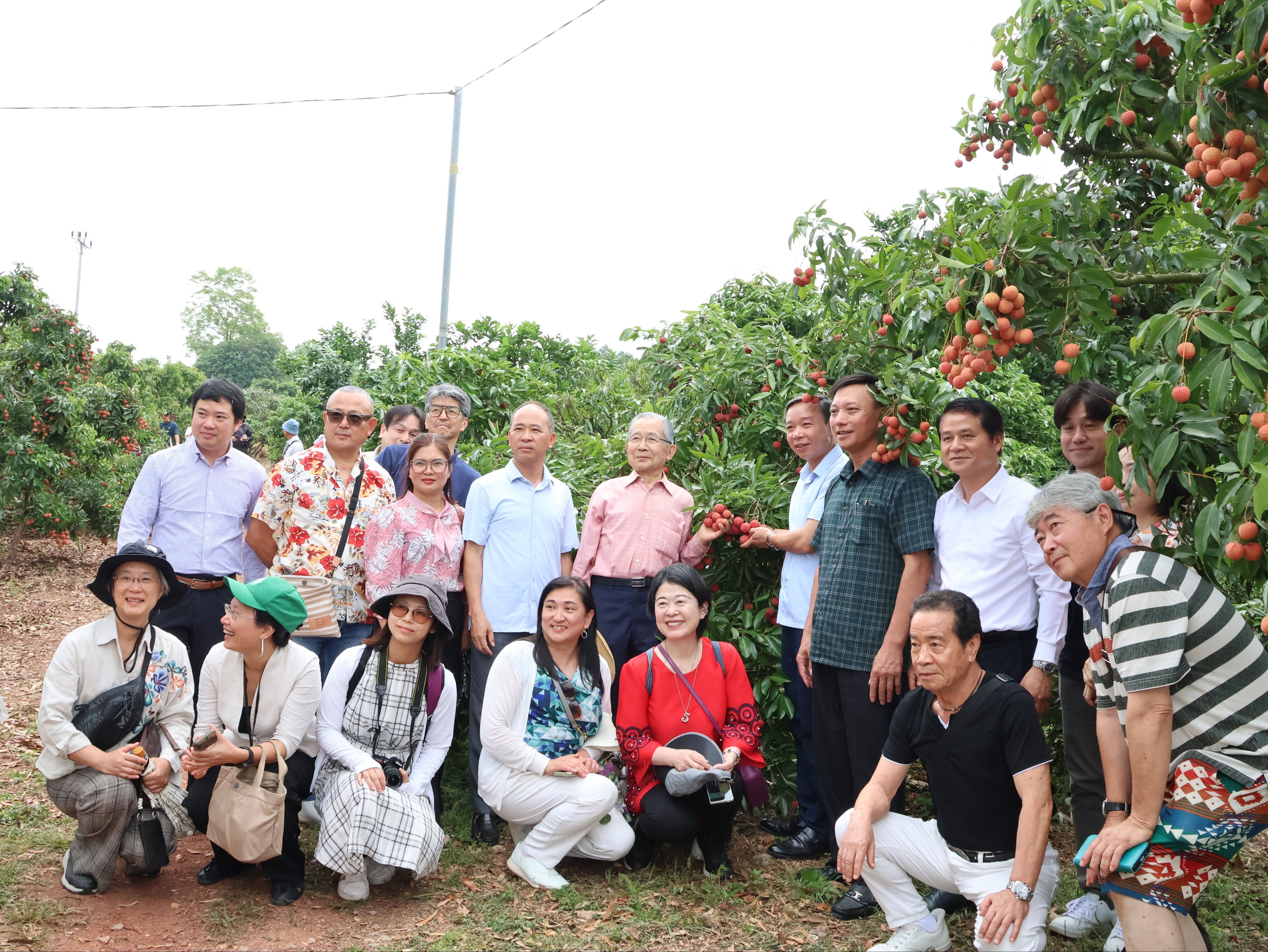 Bắc Ninh mở rộng cánh cửa đưa vải thiều vào thị trường Nhật Bản
