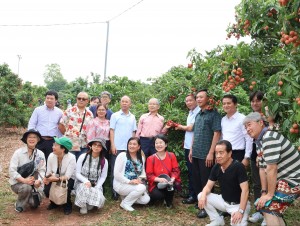 Bắc Ninh mở rộng cánh cửa đưa vải thiều vào thị trường Nhật Bản