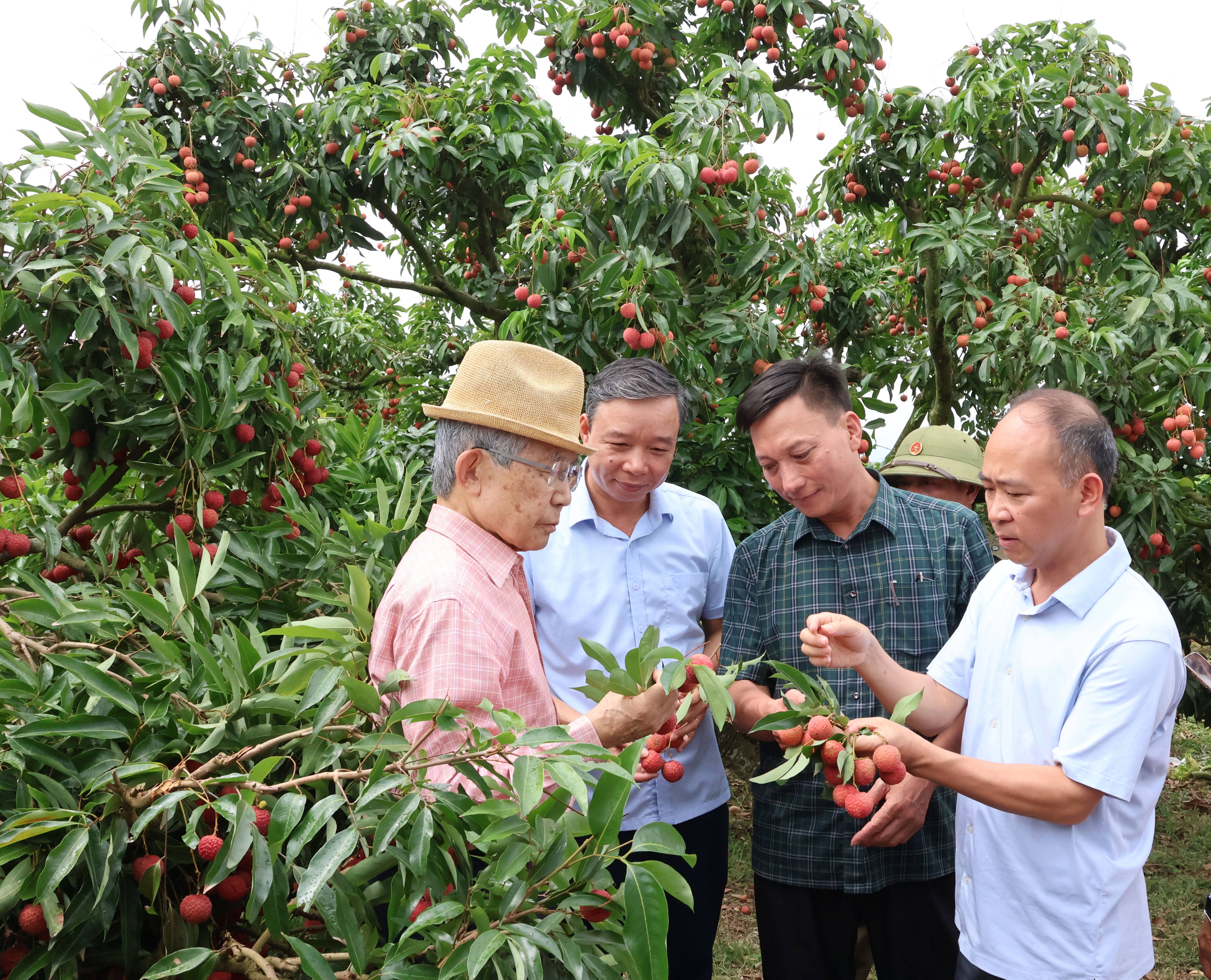 Đại diện lãnh đạo Sở Công Thương, Sở Nông nghiệp và Môi trường và lãnh đạo phường Phương Sơn trao đổi kinh nghiệm sản xuất vải thiều với ông Yushita Hiroyuki.