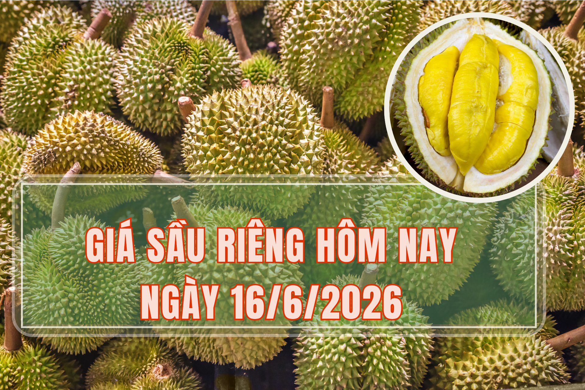 Giá sầu riêng hôm nay 16/6: Sầu riêng khu vực miền Tây rớt giá mạnh