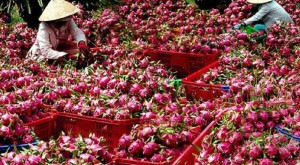 Thị trường thanh long chính vụ Đồng Tháp: Ứng phó với biến động giá