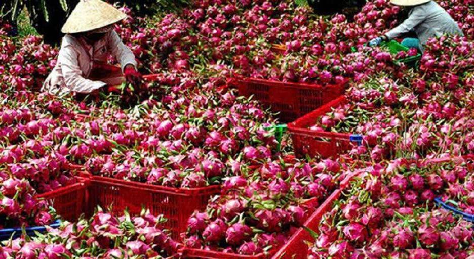 Thị trường thanh long chính vụ Đồng Tháp: Ứng phó với biến động giá