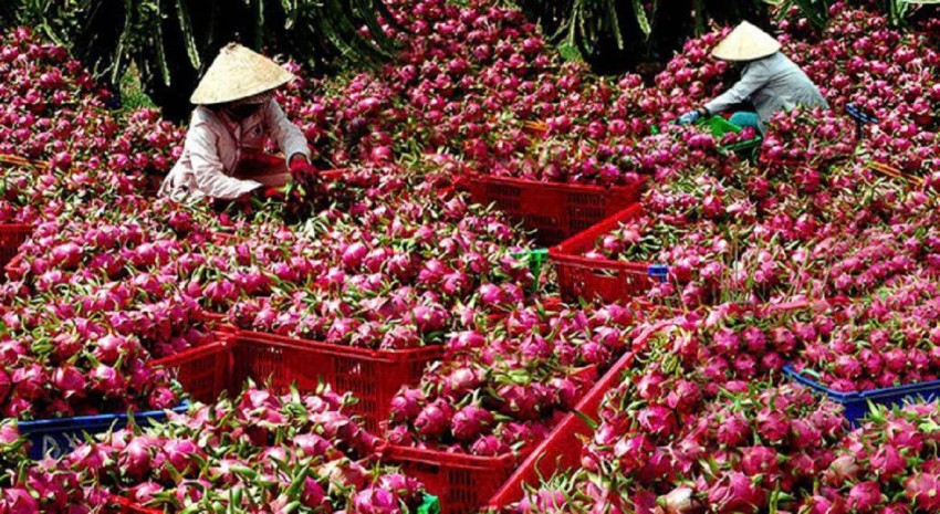 Công nhân phân loại thanh long theo tiêu chuẩn trước khi đưa ra thị trường