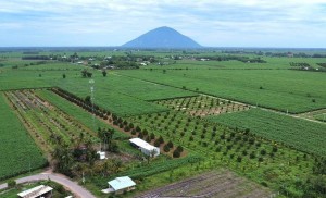 Tây Ninh thúc đẩy nông nghiệp xanh bằng hàng loạt quyết định đất đai mới