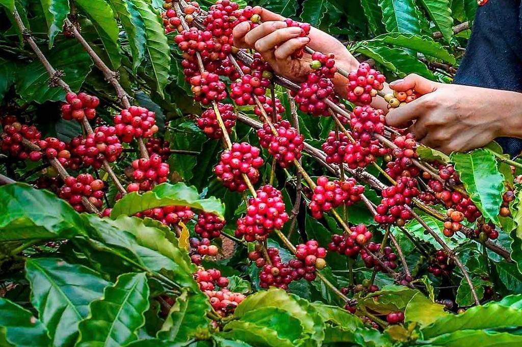 Thời tiết bất lợi, giá cà phê thế giới liên tiếp tăng