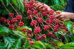 Thời tiết bất lợi, giá cà phê thế giới liên tiếp tăng