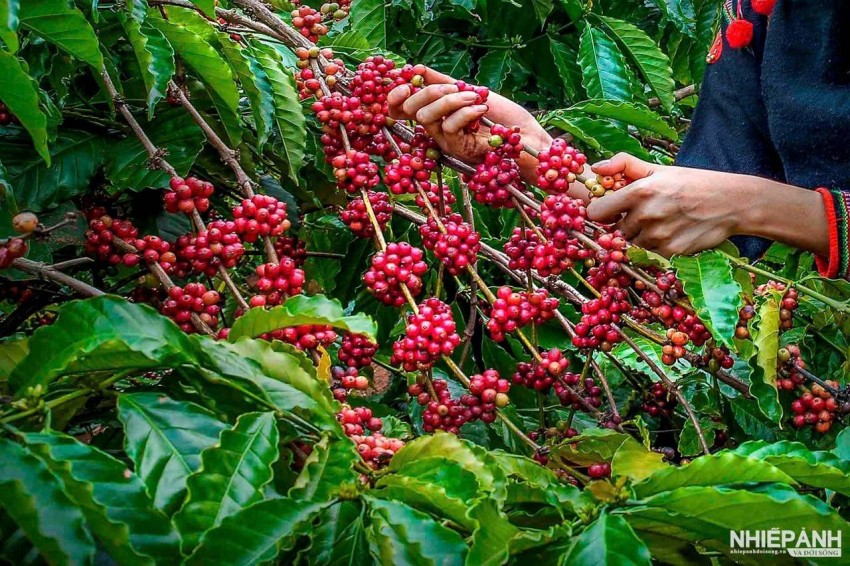 Thời tiết bất lợi tại Brazil đang làm gián đoạn vụ thu hoạch, thúc đẩy đà tăng giá cà phê thế giới