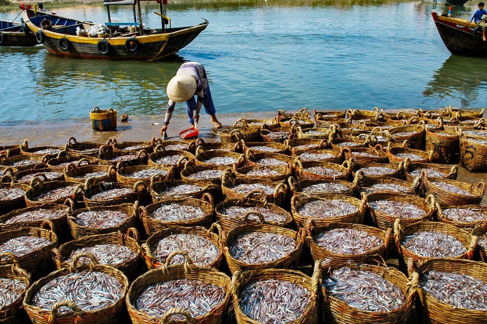 OECD-FAO: Thị trường nguyên liệu biển toàn cầu dịch chuyển, phụ phẩm thủy sản thành nguồn cung chiến lược