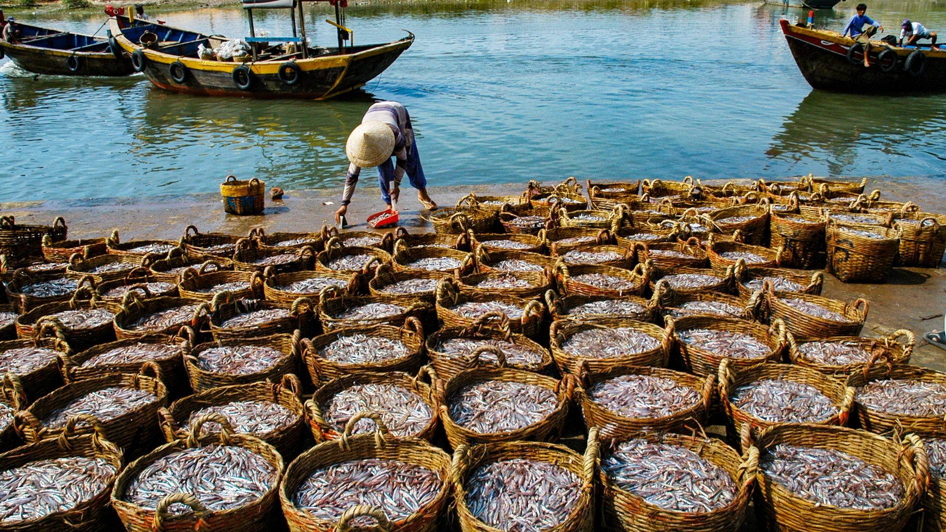 OECD-FAO: Thị trường nguyên liệu biển toàn cầu dịch chuyển, phụ phẩm thủy sản thành nguồn cung chiến lược